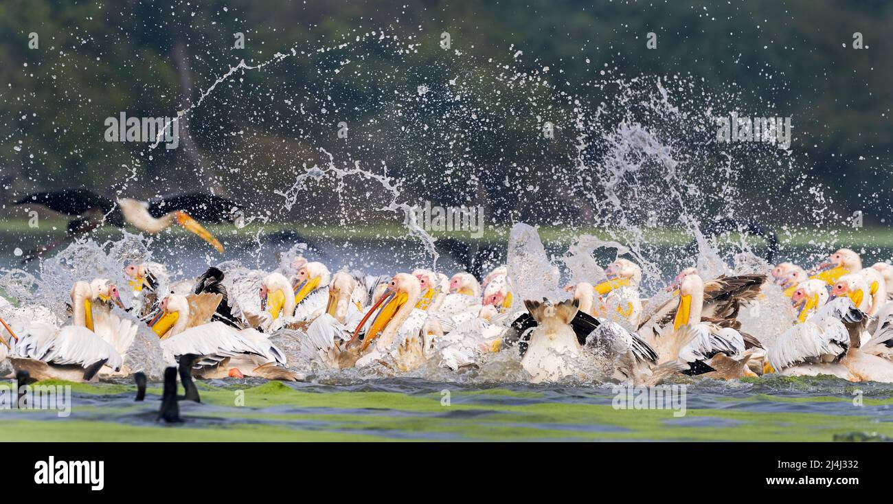 The image of great white pelican (Pelecanus onocrotalus ) in flight was taken in Keoladev national park, India. Stock Photo