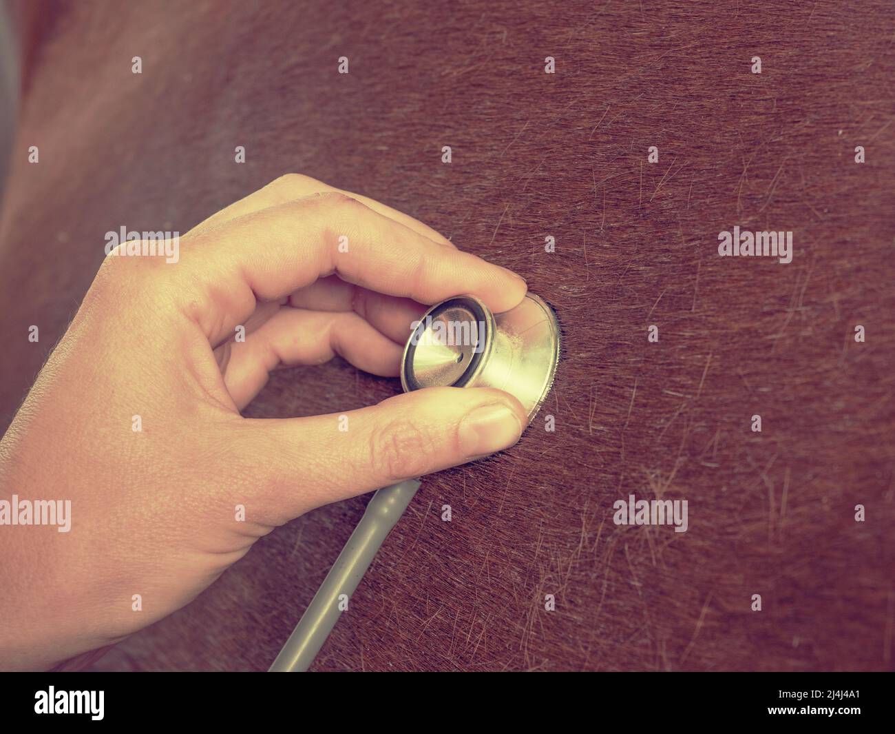 Veterinarian use stethoscope to the lungs of a brown horse. Suspected