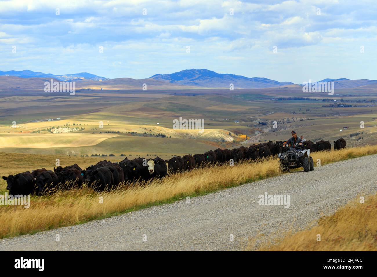 A cowboy herder herding cattle while riding an ATV in the foothills of the Canadian Rockies near Lundbreck, Alberta, Canada. Stock Photo