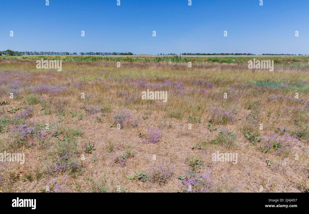 Crimean steppe, summer landscape, colorful dry grass is under clear blue sky on a sunny day Stock Photo