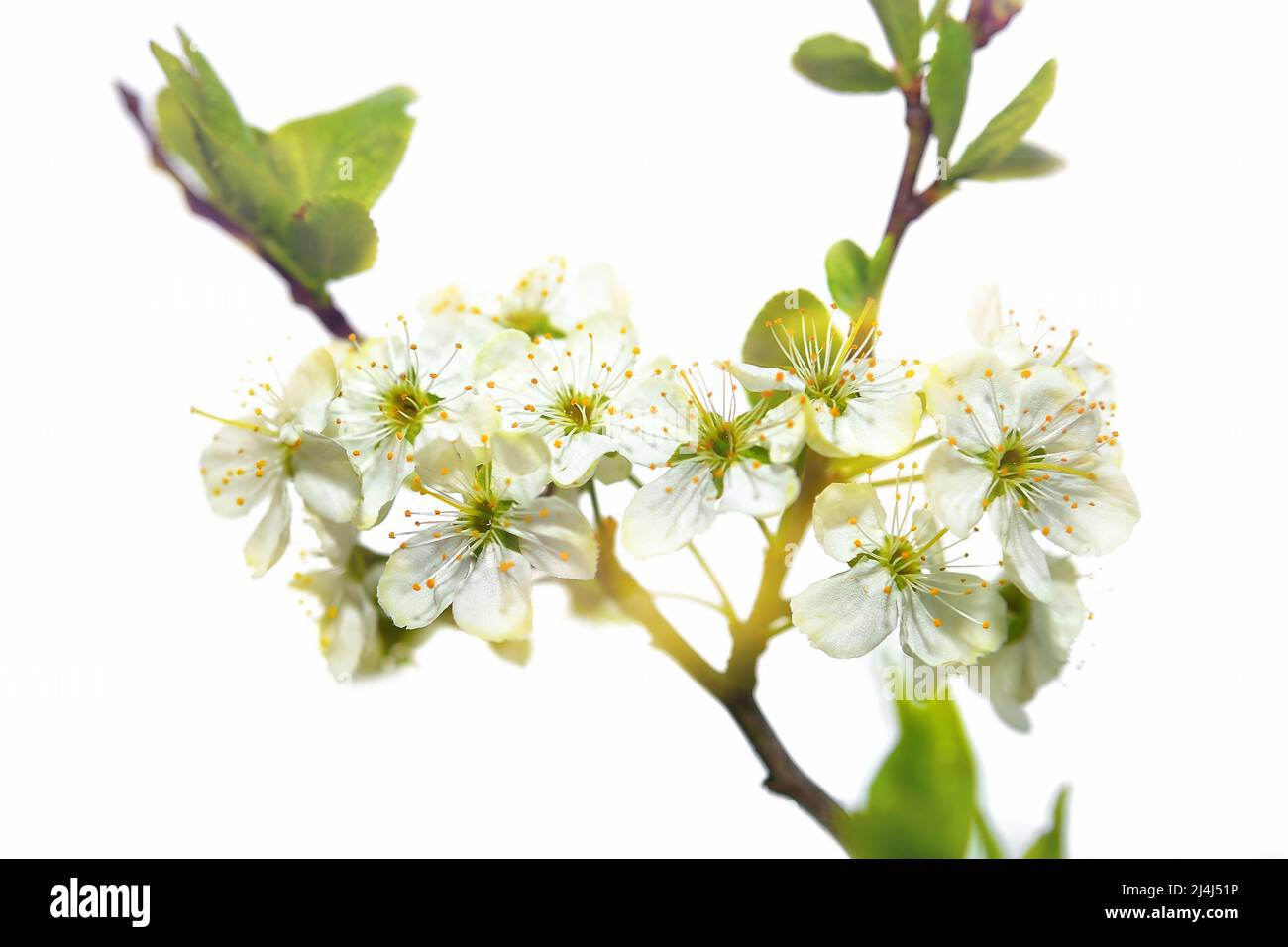 Apple tree flowers, spring flowering trees, close up, selective focus, soft focus Stock Photo