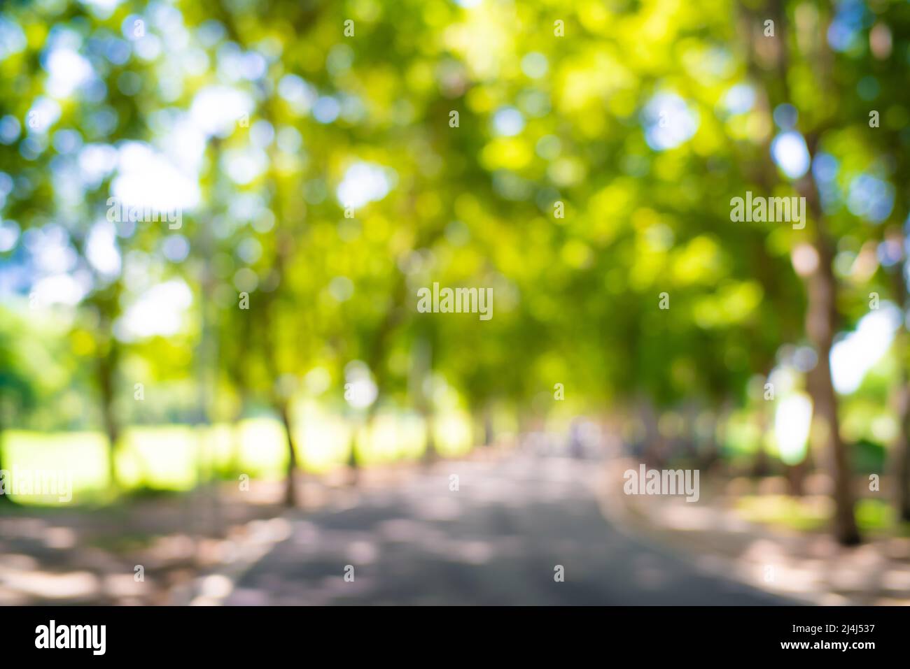 Abstract blurred green tree park sunny day nature background Stock Photo -  Alamy