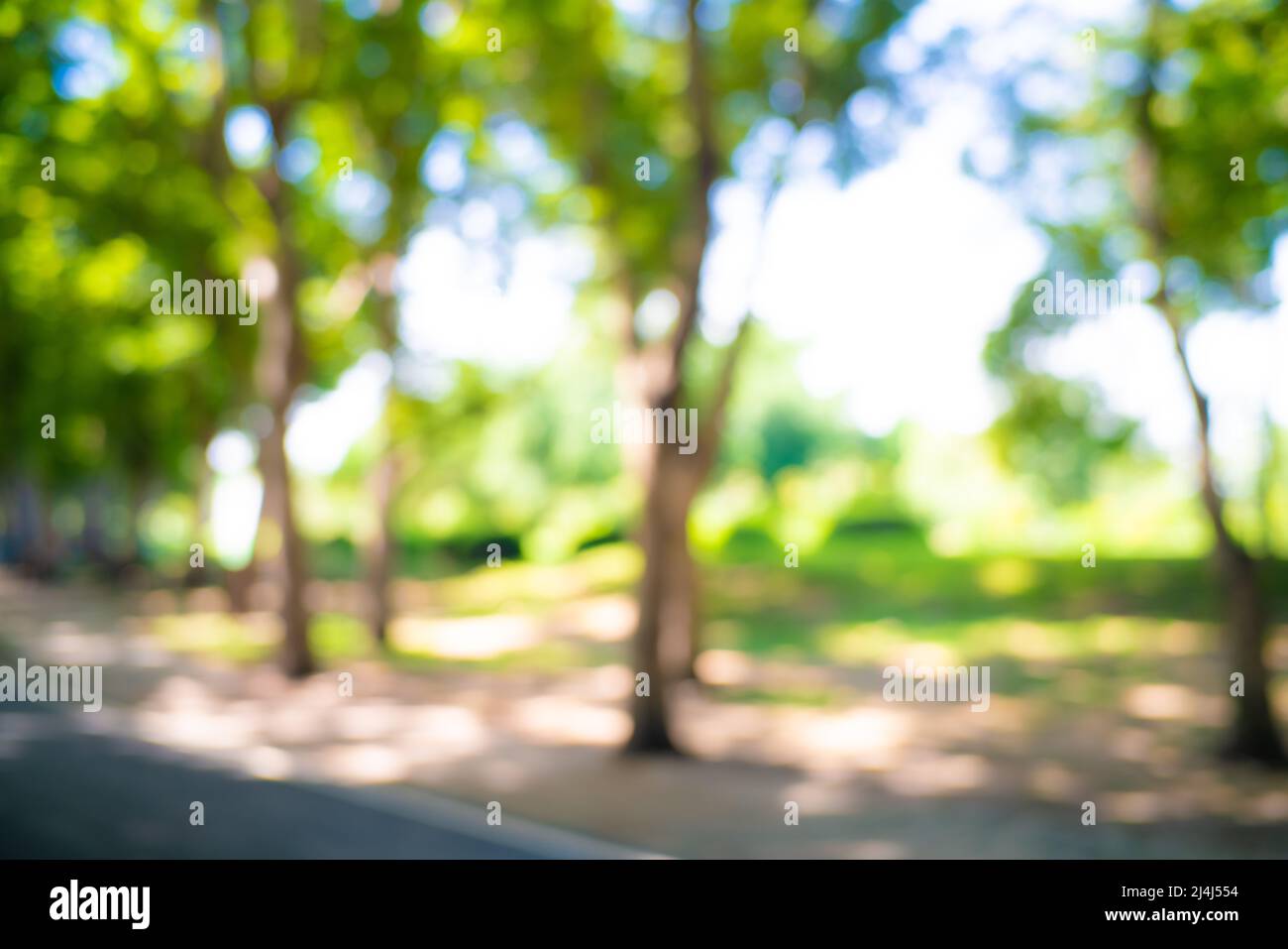 Abstract blurred green tree park sunny day nature background Stock ...