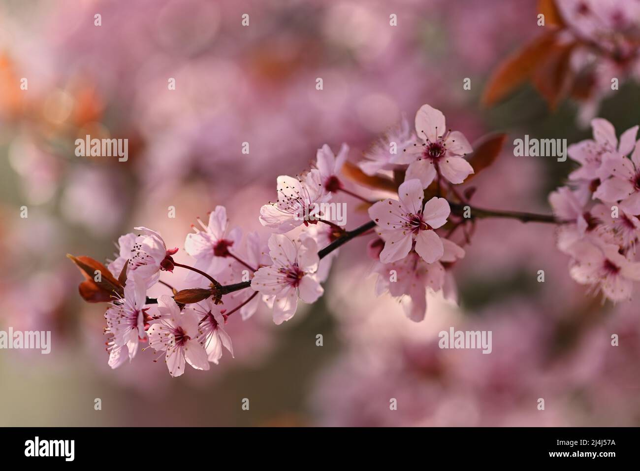 Beautiful flowering tree. Spring colorful background with flowers ...