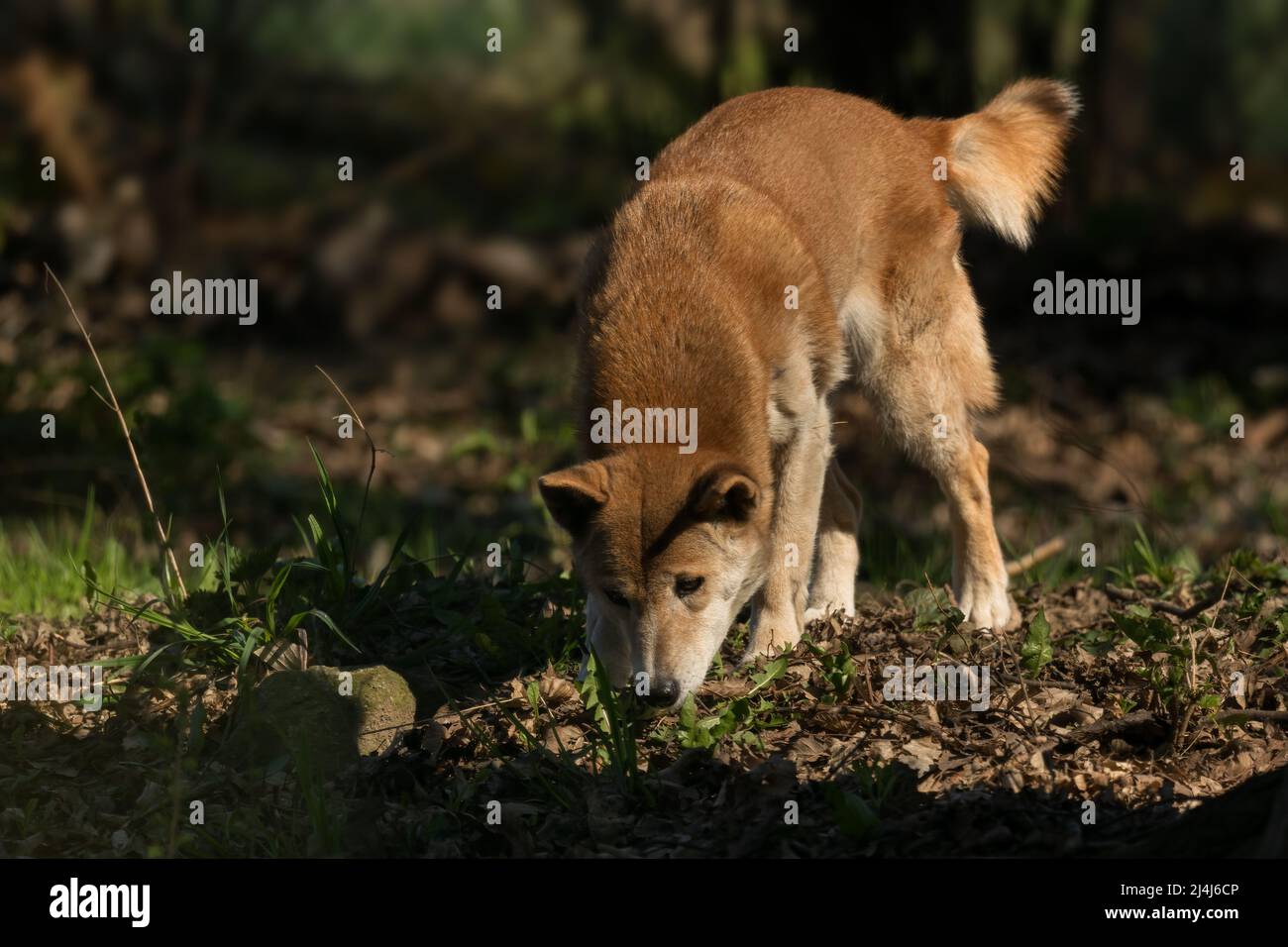 New Guinea Singing Dog - Canis lupus hallstromi, beautiful rare wolf from the New Guinea Highlands forests, New Guinea. Stock Photo