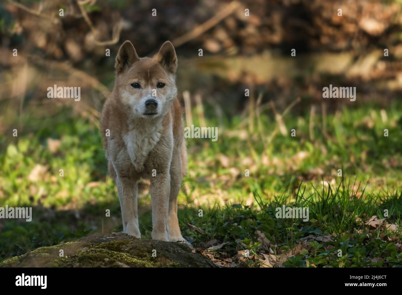 New Guinea Singing Dog - Canis lupus hallstromi, beautiful rare wolf from the New Guinea Highlands forests, New Guinea. Stock Photo