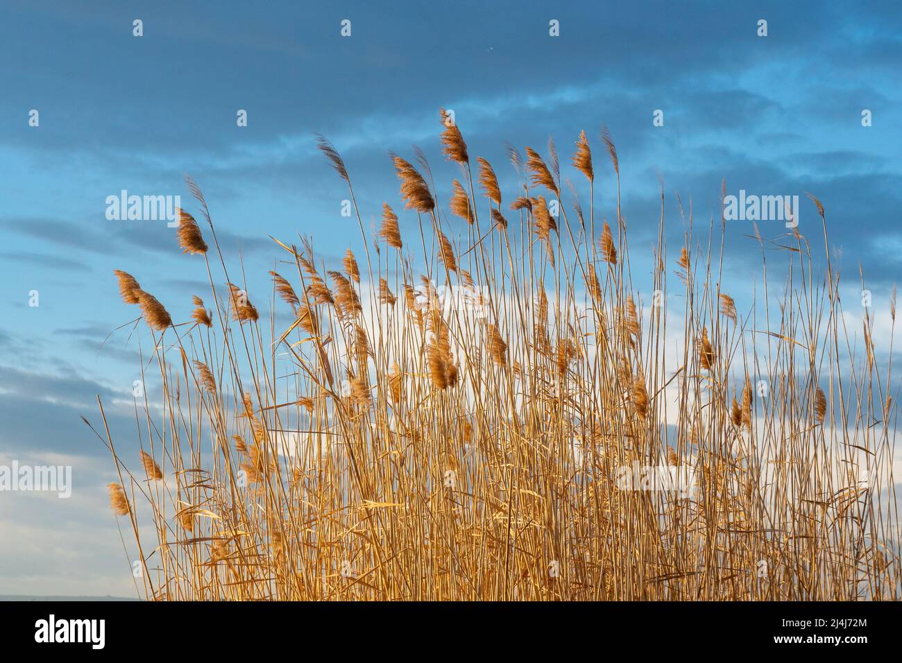 Decorative reed against blue hi-res stock photography and images - Alamy