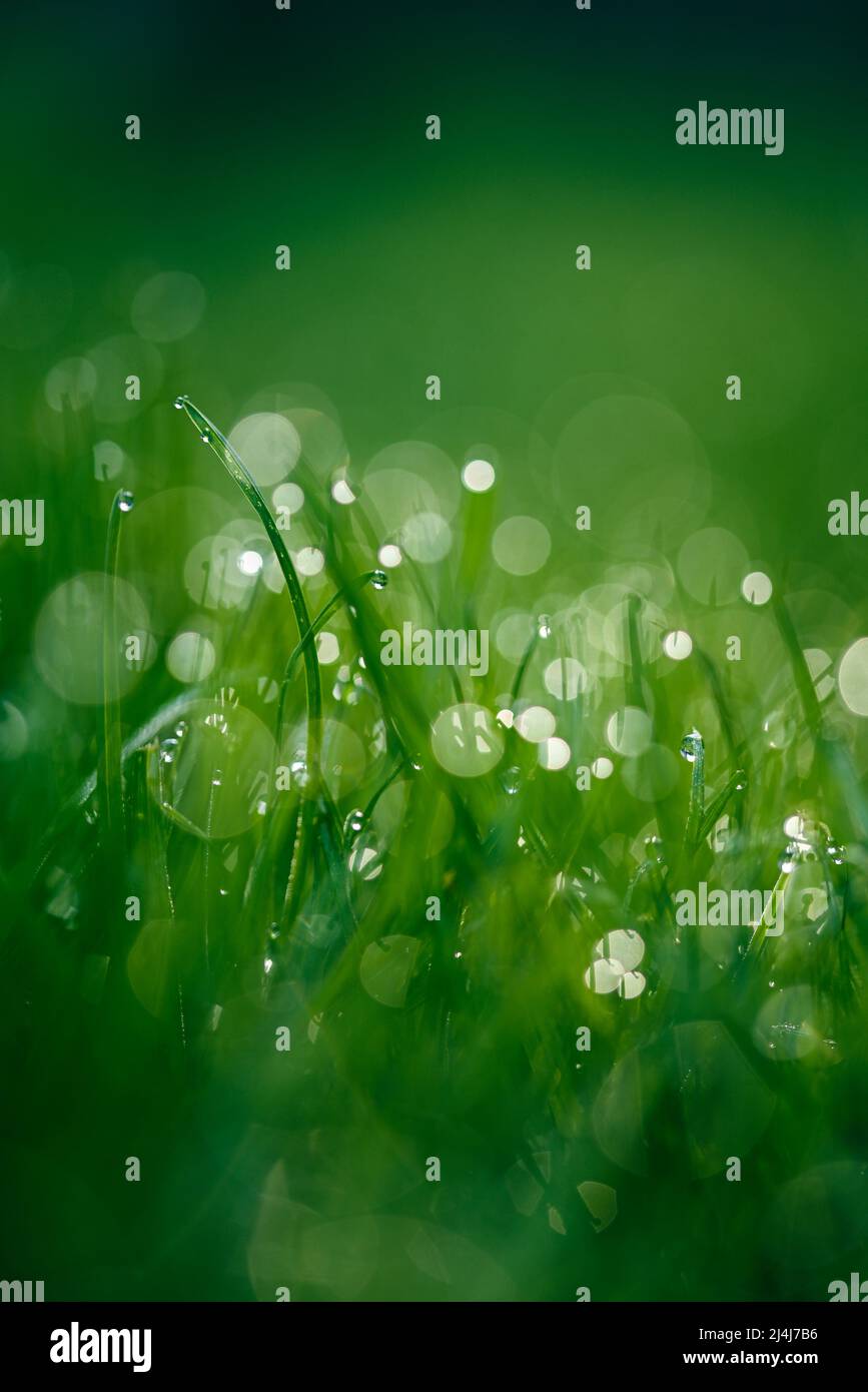 Bokeh green background Stock Photo