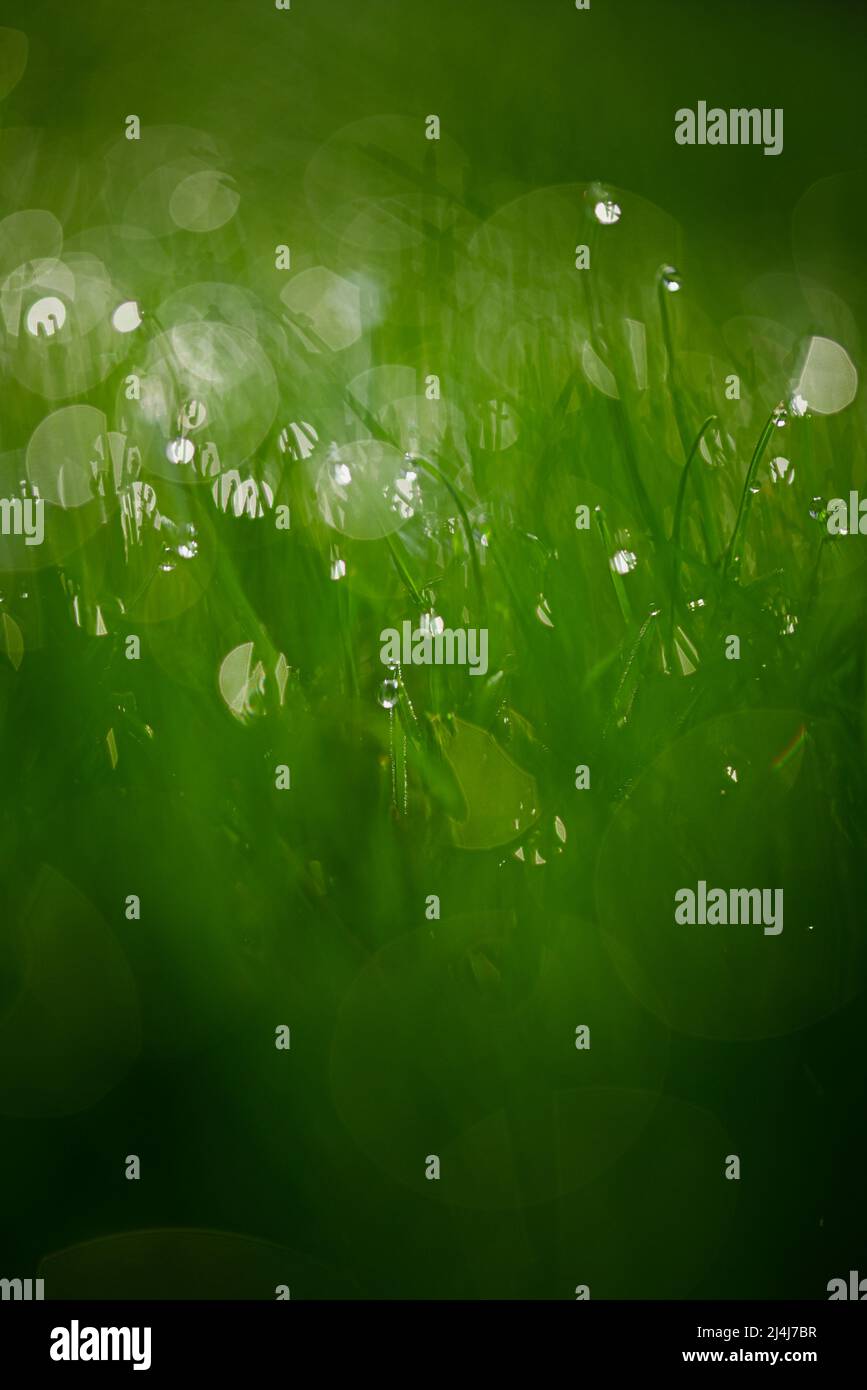 Bokeh green background hi-res stock photography and images - Alamy