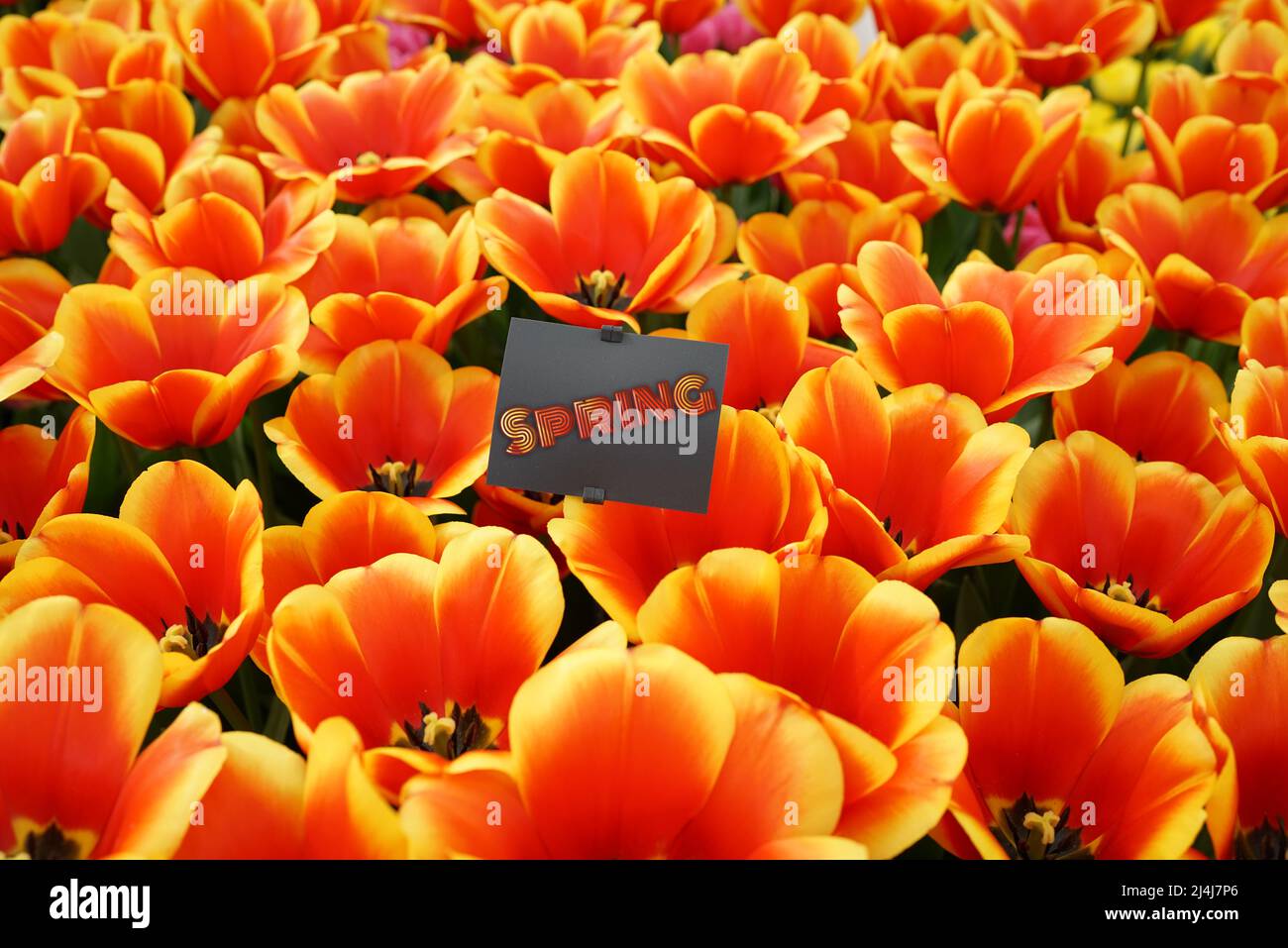 Fabulous yellow and red cultivated tulip named Confucius with a name plate with the word 'Spring' on it Stock Photo