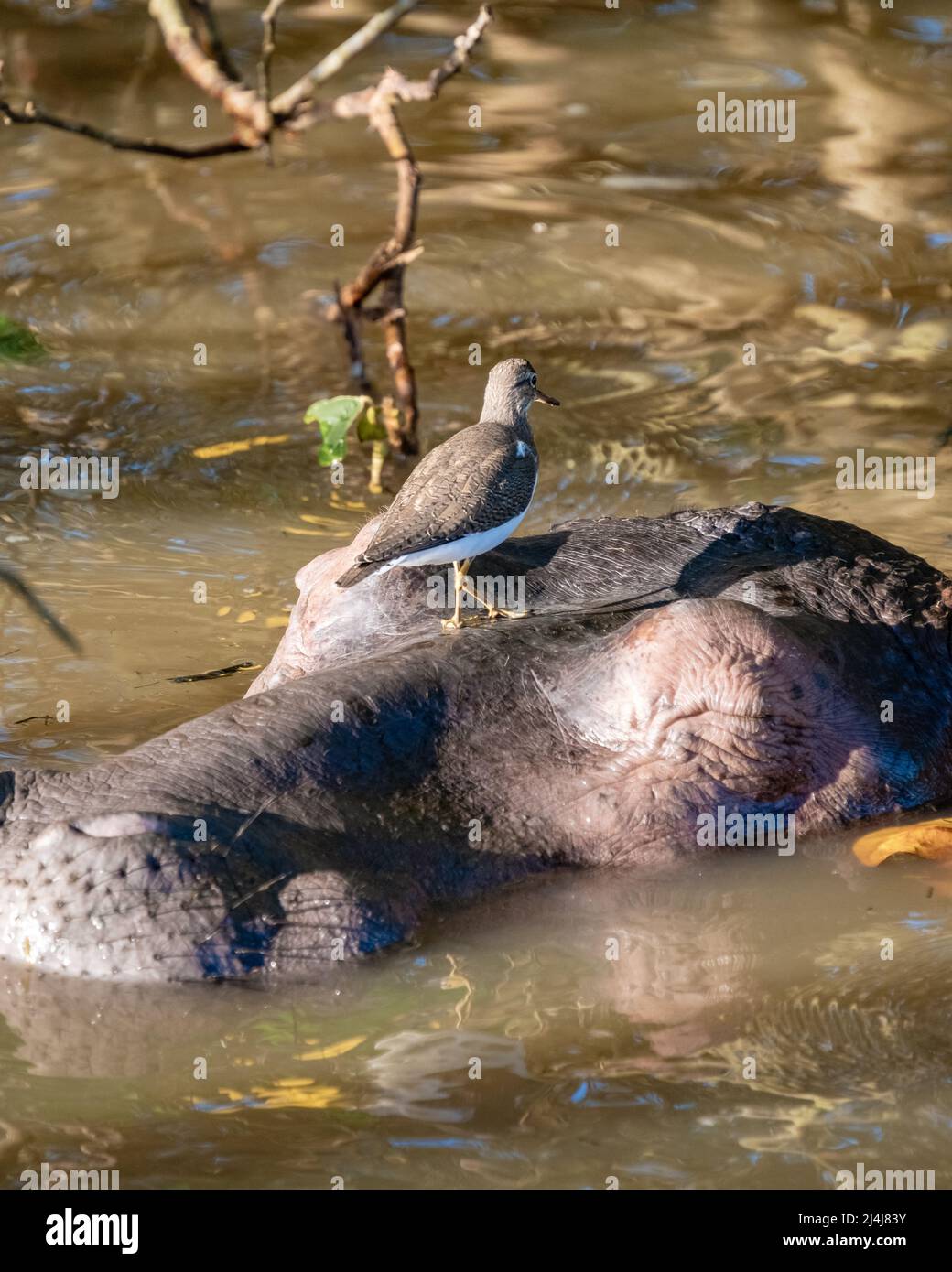 A hippopotamus is a semi-aquatic animal, quite common in rivers and lakes. during the day they remain cool by staying in the water or mud. Hippos took at Lake St. Lucia South Africa Hippo Stock Photo