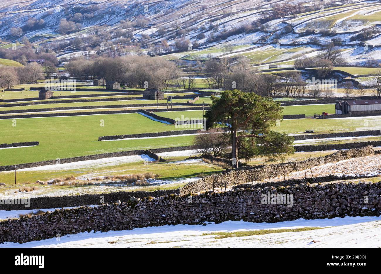 Swaledale, Yorkshire Dales National Park. Snow at the edges of dry stone wall lined fields and pastures with iconic stone barns in late February. Stock Photo