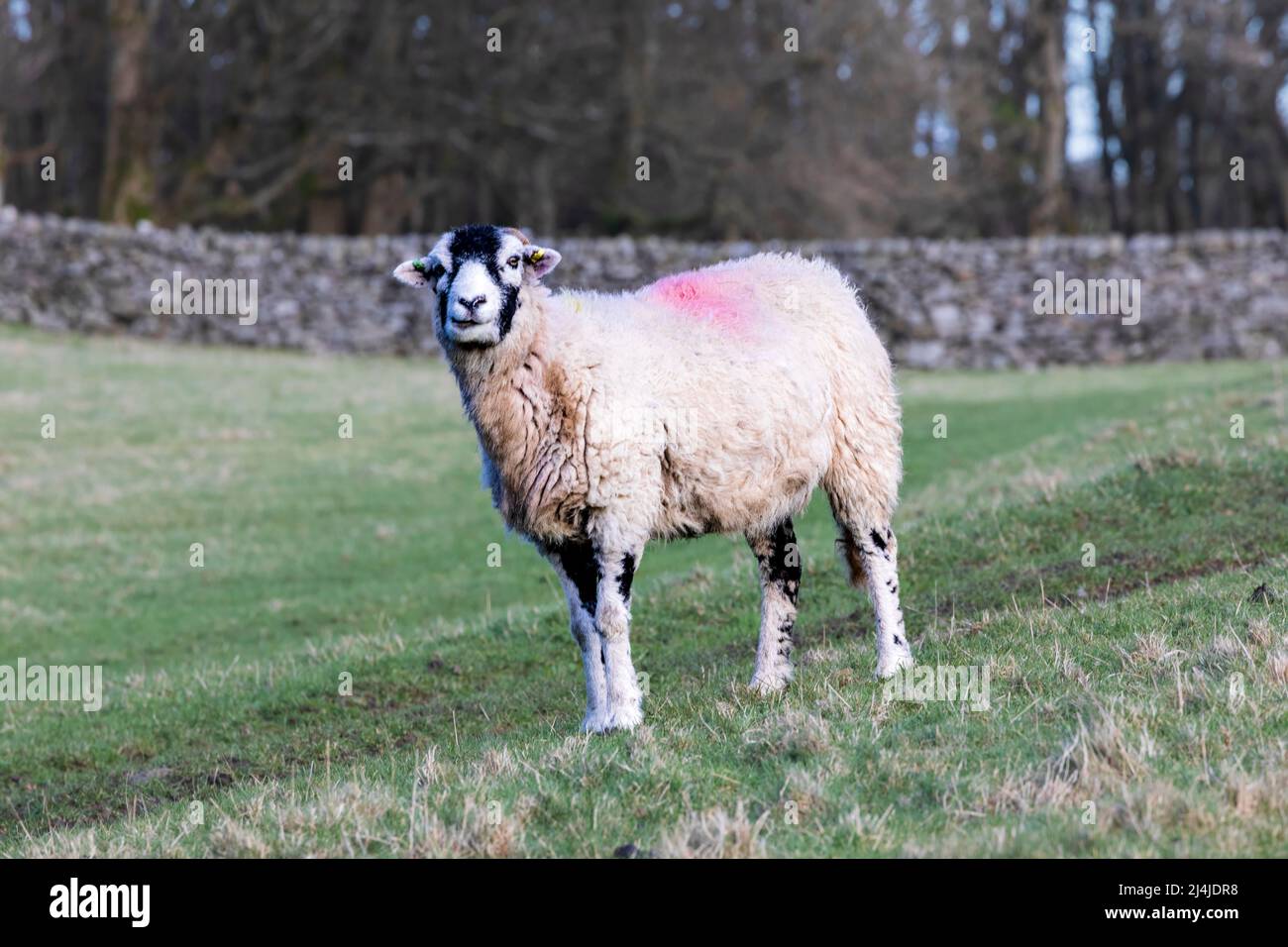 Swaledale sheep in Wensleydale, Yorkshire Dales National Park Stock Photo