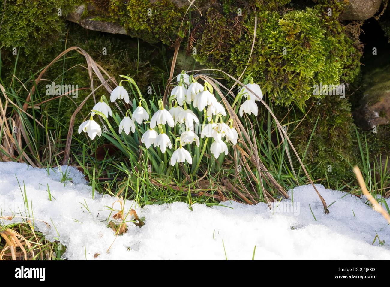 Snowdrops naturalized beside a dry stone wall in Swaledale, Yorkshire Dales National Park Stock Photo