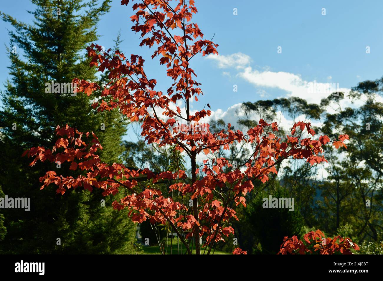 A tree shows beautiful red autumn color on a sunny day Stock Photo