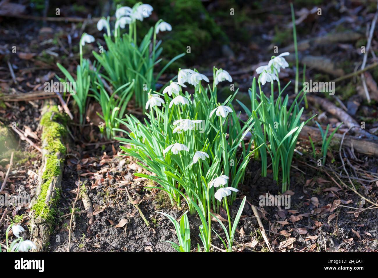 Snowdrops naturalized on a hillside in Swaledale, Yorkshire Dales National Park Stock Photo