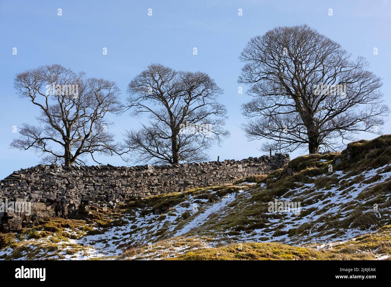 Three Sisters, three trees on Whitaside, near Swaledale, Yorkshire Dales National Park Stock Photo