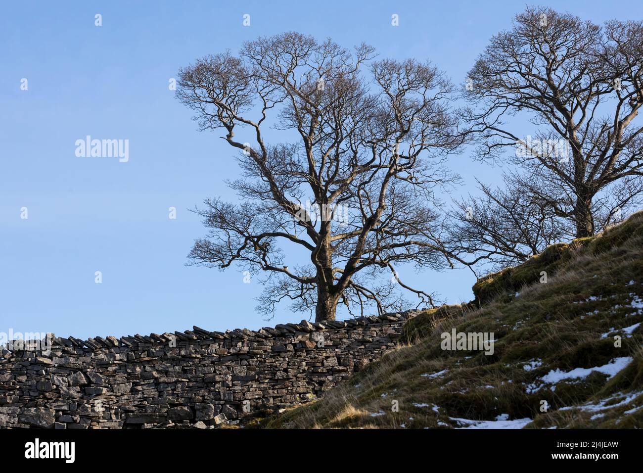 Three Sisters, three trees on Whitaside, near Swaledale, Yorkshire Dales National Park Stock Photo