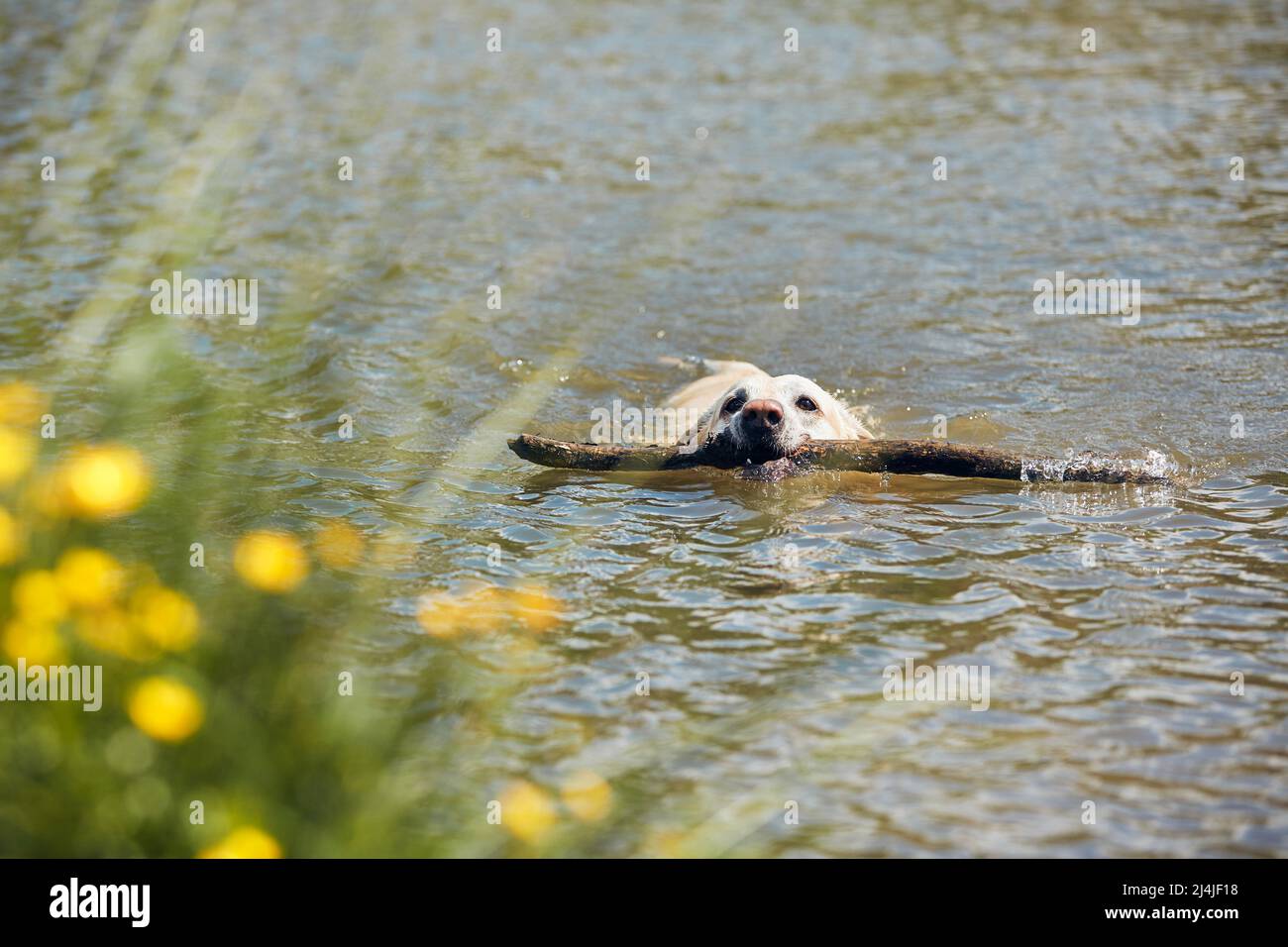 Playful dog swimming in river. Happy labrador retriever carrying stick from water in sunny spring day. Stock Photo