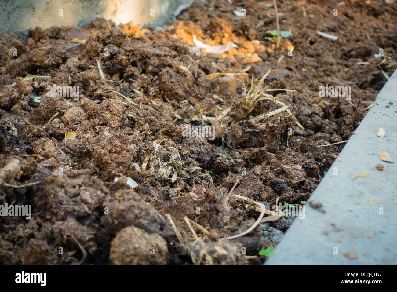 A close up shot of cattle dung organic manure in India. It is an