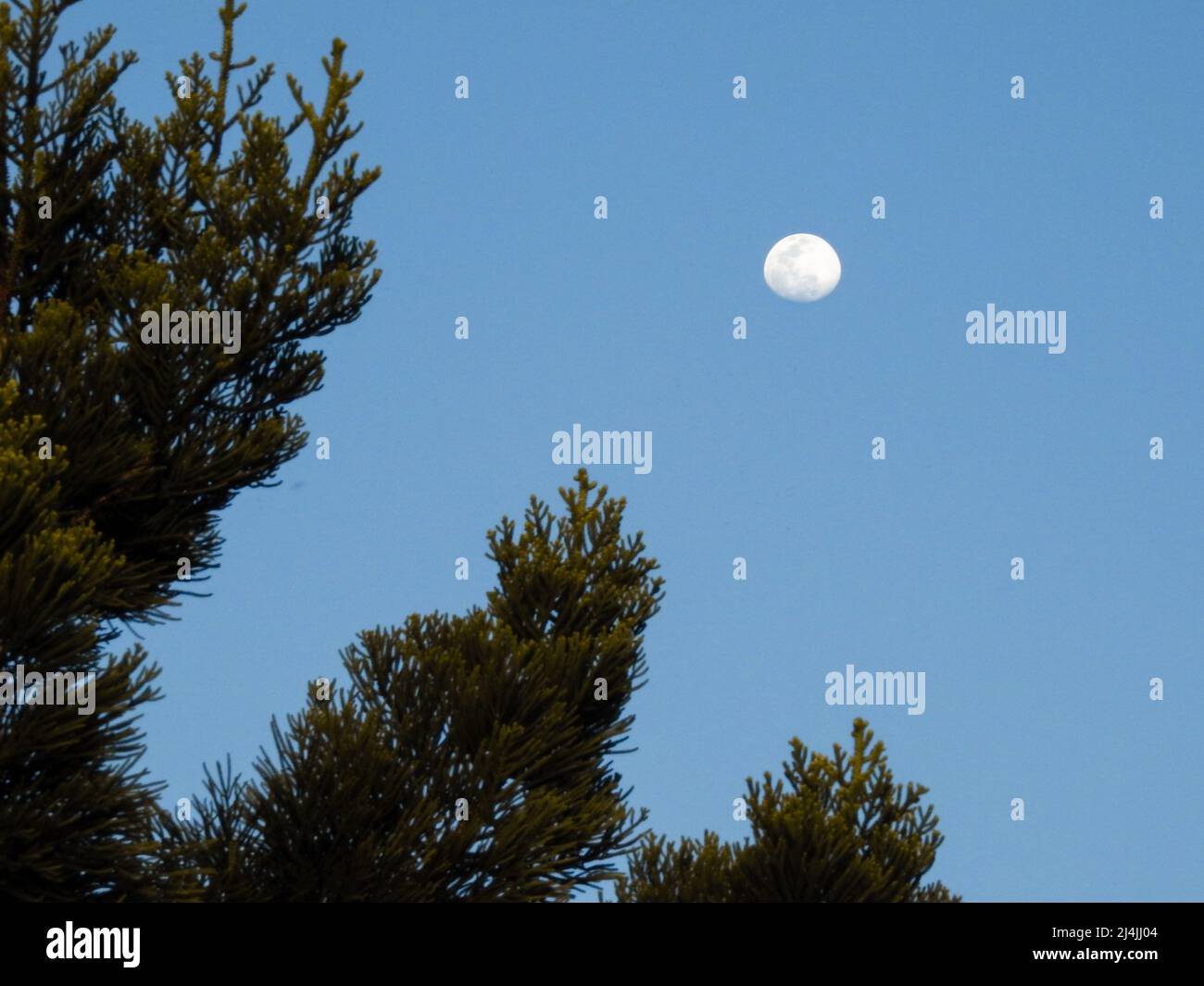 A wide angle shot of a blue sky with moon and a tree on the foreground. Stock Photo