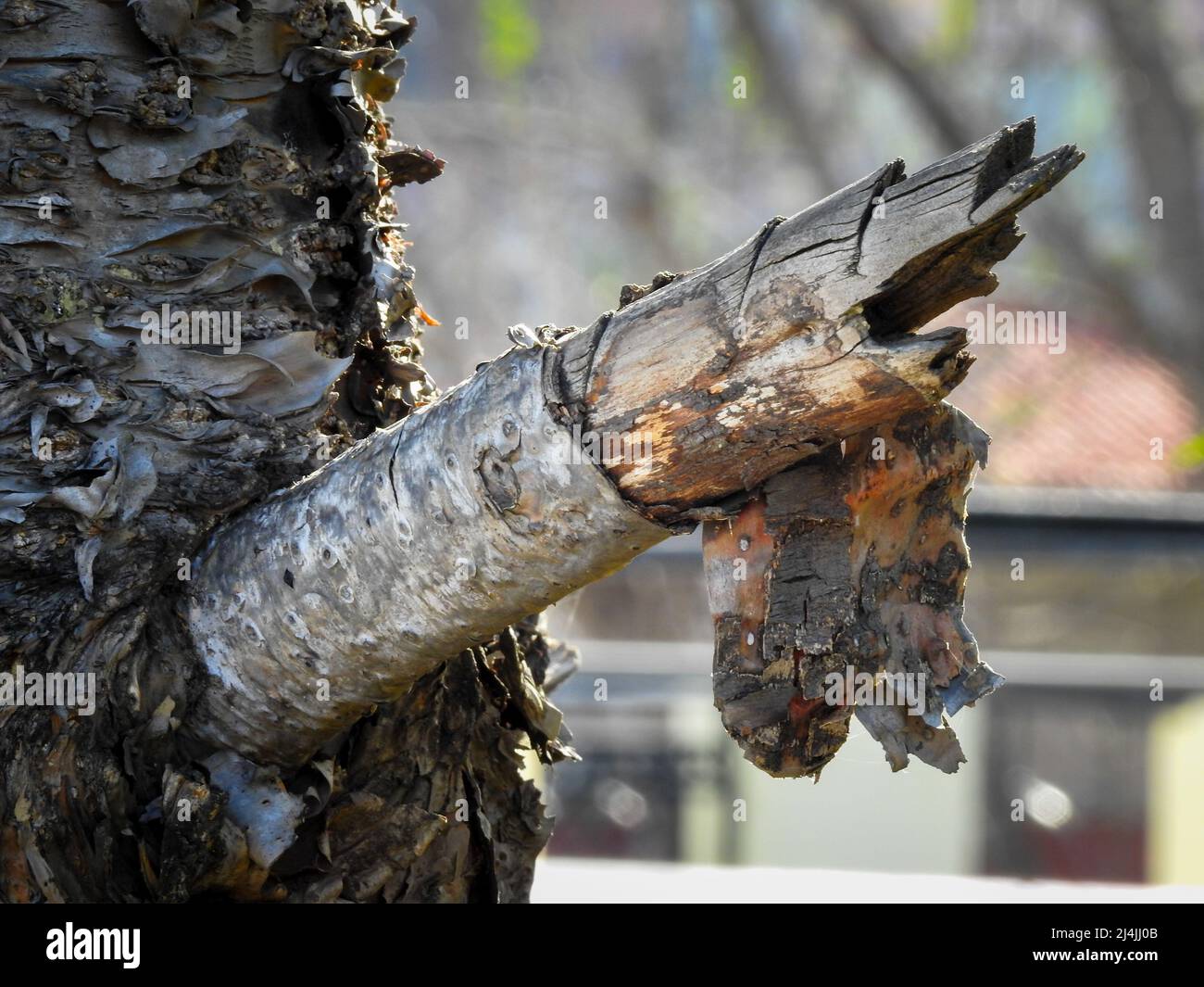 A close up shot of a tree shedding its bark. As the tree grows, the bark layer thickens with the outermost tissue eventually dying. Stock Photo