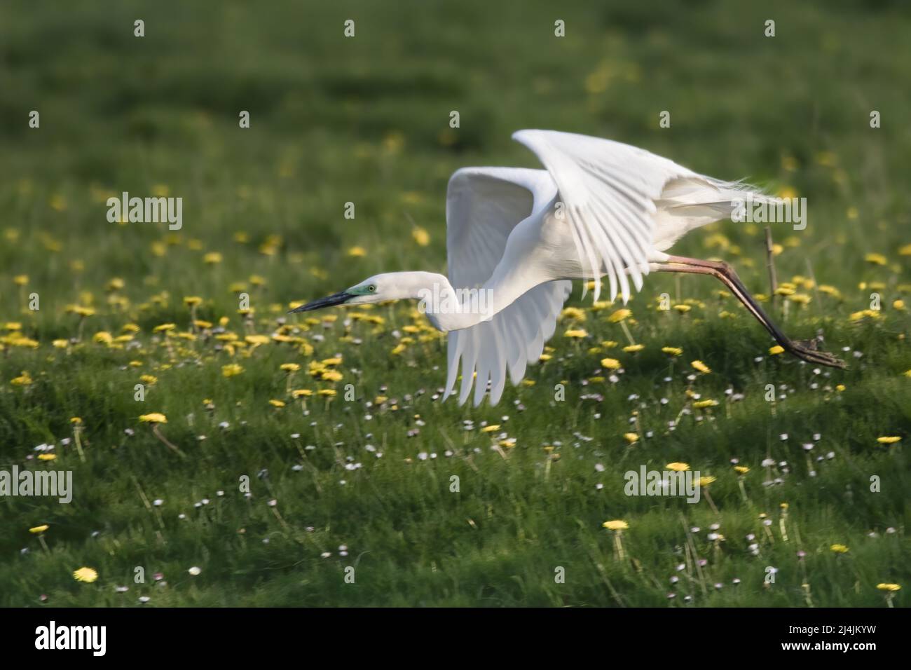 Grande aigrette en plumage nuptial, marais de saint valery sur Somme, baie de Somme Stock Photo