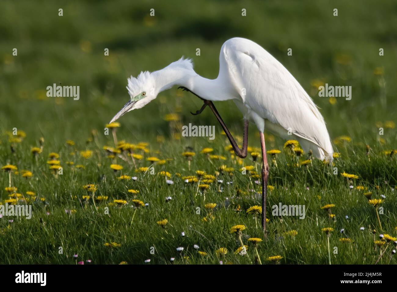 Grande aigrette en plumage nuptial, marais de saint valery sur Somme, baie de Somme Stock Photo