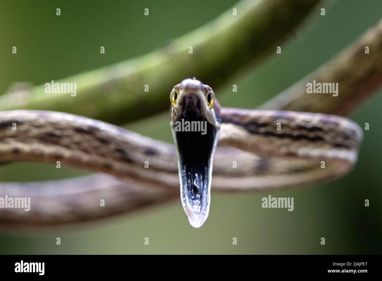 Brown Vine Snake (Oxybelis aeneus) opening its mouth in threat display showing black oral mucosa. - La Laguna del Lagarto Eco-Lodge, Boca Tapada, Cost Stock Photo