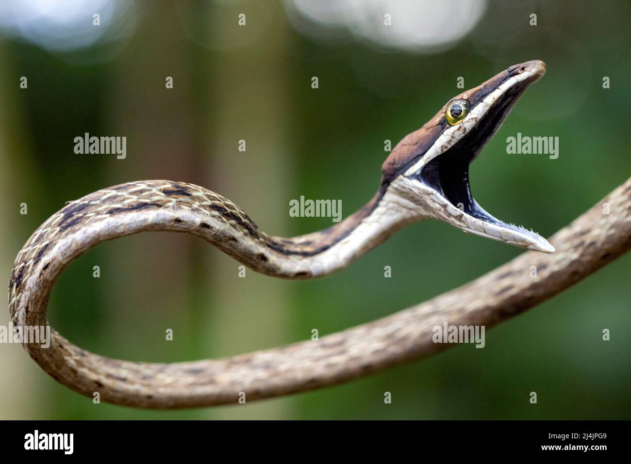 Brown Vine Snake (Oxybelis aeneus) opening its mouth in threat display. - La Laguna del Lagarto Eco-Lodge, Boca Tapada, Costa Rica Stock Photo