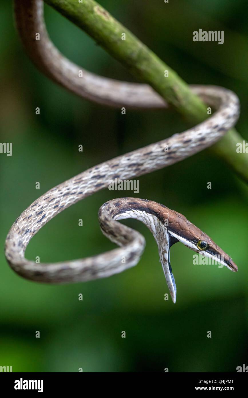 Brown Vine Snake (Oxybelis aeneus) opening mouth in threat display to intimidate a predator - La Laguna del Lagarto Eco-Lodge, Boca Tapada, Costa Rica Stock Photo