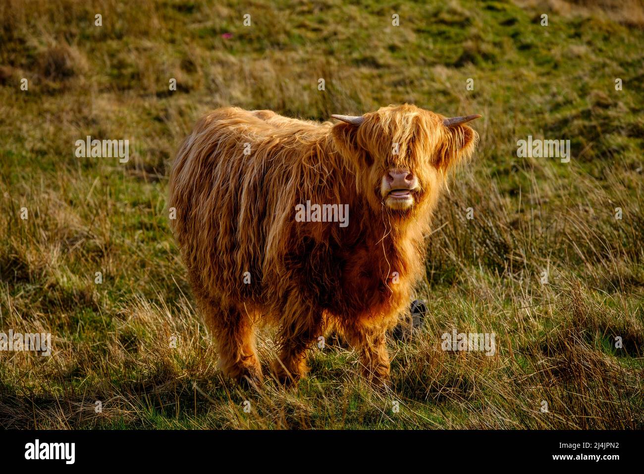 Highland cow in Glen Nevis, Scotland Stock Photo