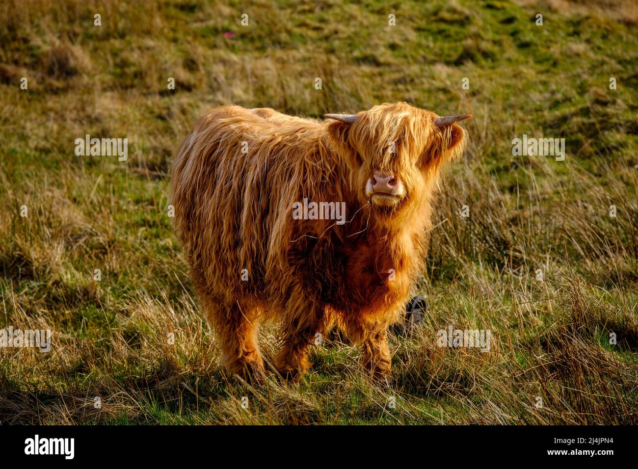 Highland cow in Glen Nevis, Scotland Stock Photo
