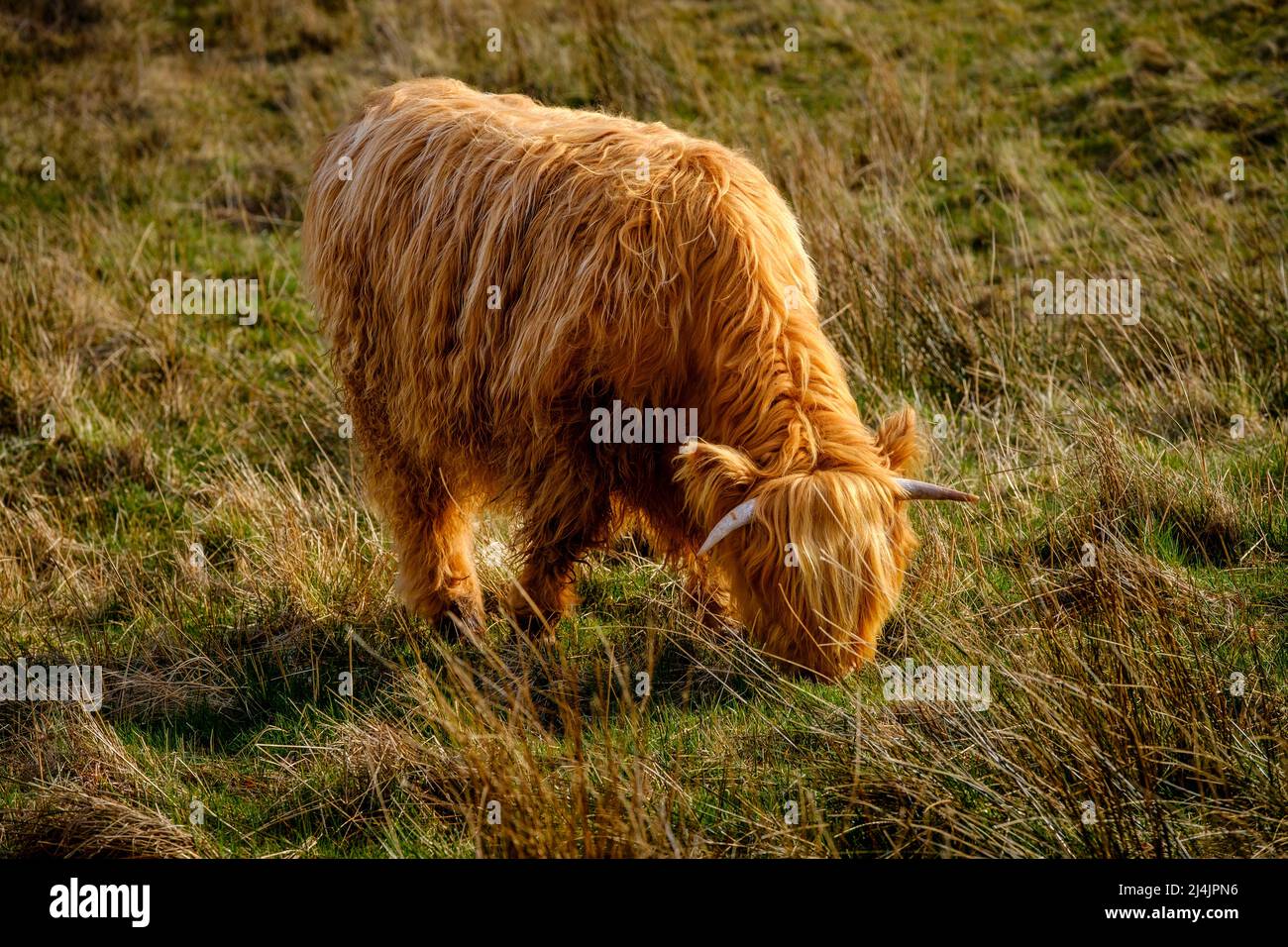 Highland cow in Glen Nevis, Scotland Stock Photo - Alamy