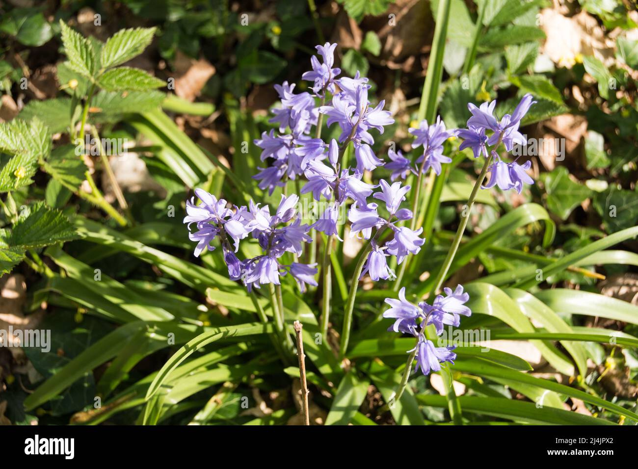 Close-up of Common Bluebell (Hyacinthoides non-scripta) Stock Photo