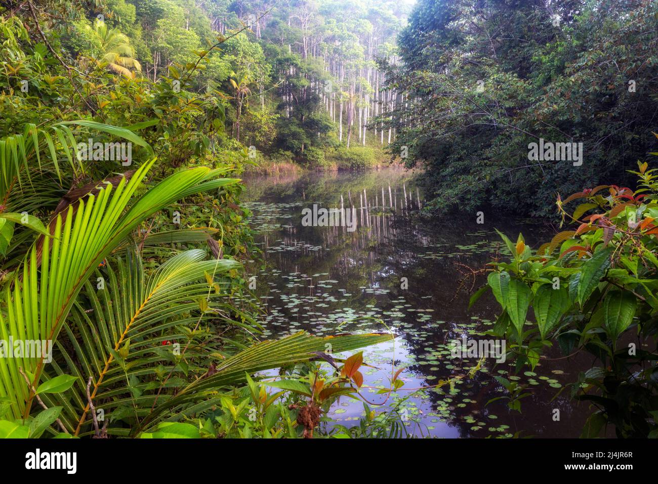 Lagoon landscape at La Laguna del Lagarto Eco-Lodge, Boca Tapada, Costa Rica Stock Photo