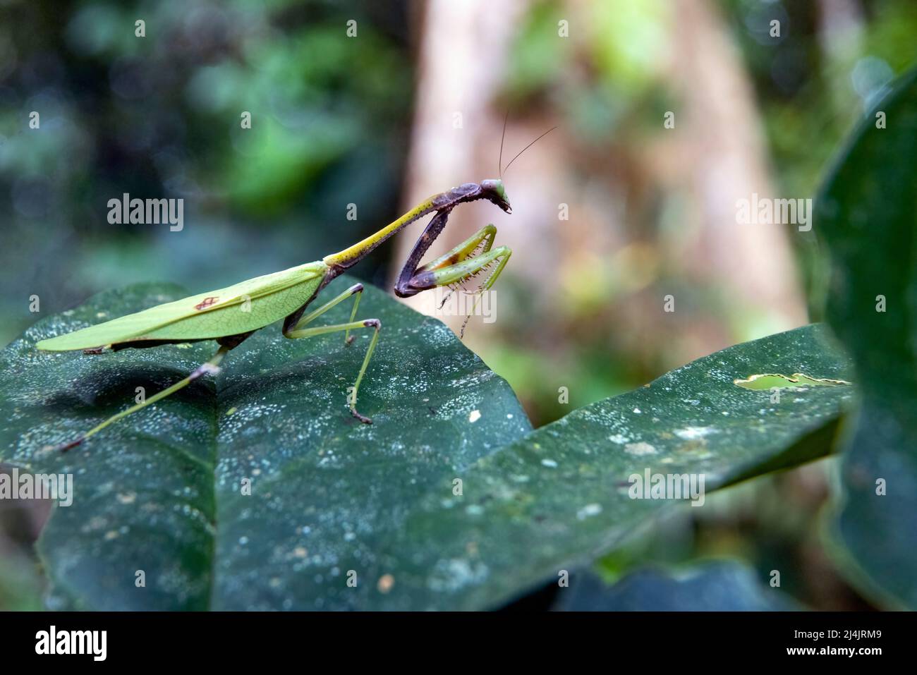 Praying Mantis in rainforest - La Laguna del Lagarto Eco-Lodge, Boca Tapada, Costa Rica Stock Photo