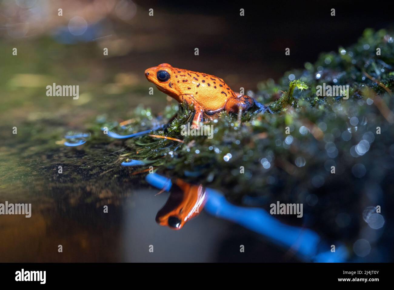 Strawberry poison-dart frog (Oophaga pumilio, formerly Dendrobates pumilio). 'Blue Jeans' color morph - La Laguna del Lagarto Eco-Lodge, Boca Tapada, Stock Photo