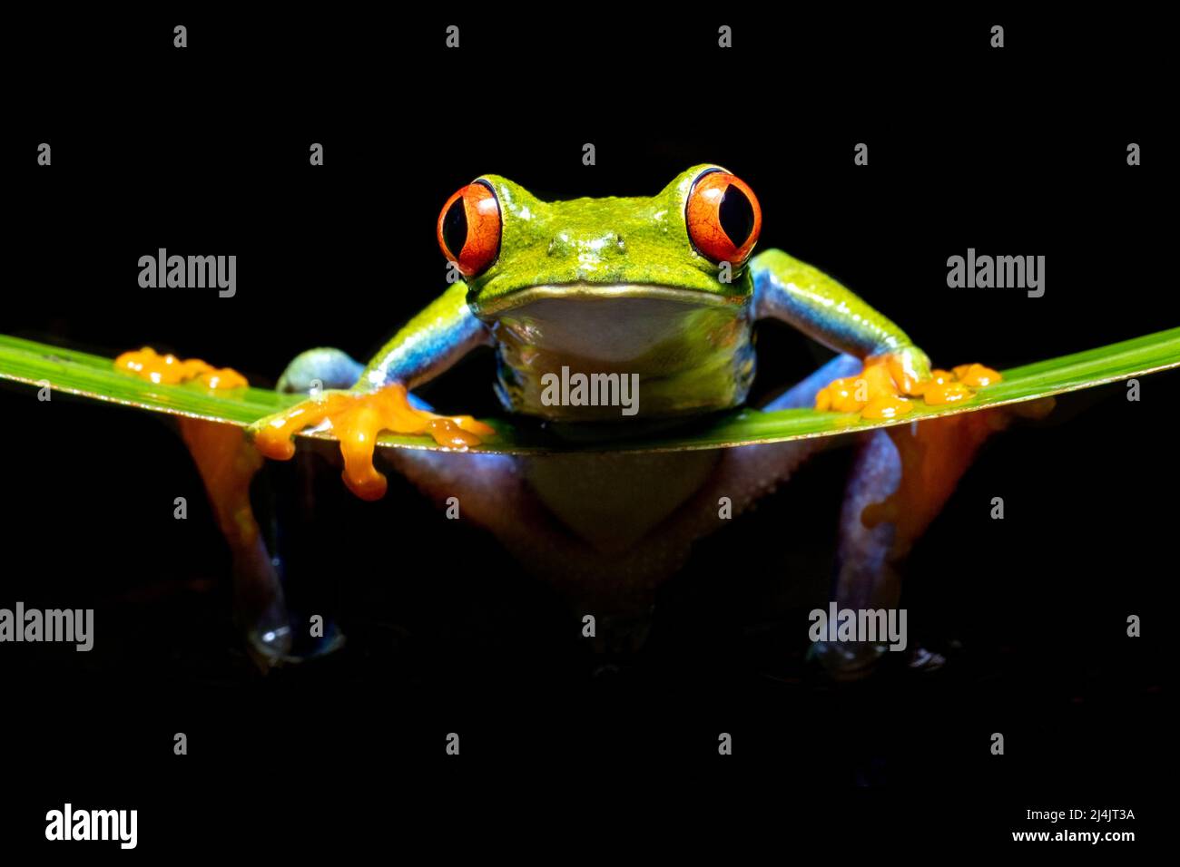 Head-on view of red-eyed tree frog (Agalychnis callidryas) - Boca Tapada, Costa Rica [Controlled Specimen] Stock Photo