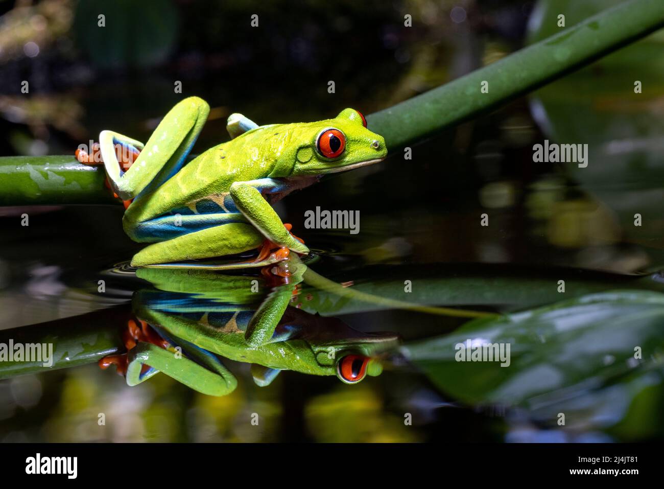 Red-eyed tree frog (Agalychnis callidryas) - Boca Tapada, Costa Rica [Controlled Specimen] Stock Photo