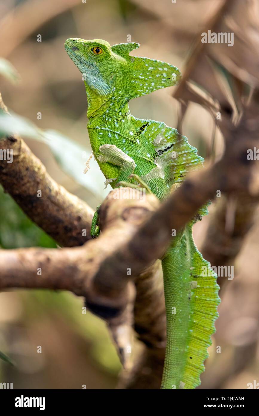 Green Basilisk or Plumed Basilisk (Basiliscus plumifrons) male - La Laguna del Lagarto Eco-Lodge, Boca Tapada, Costa Rica Stock Photo