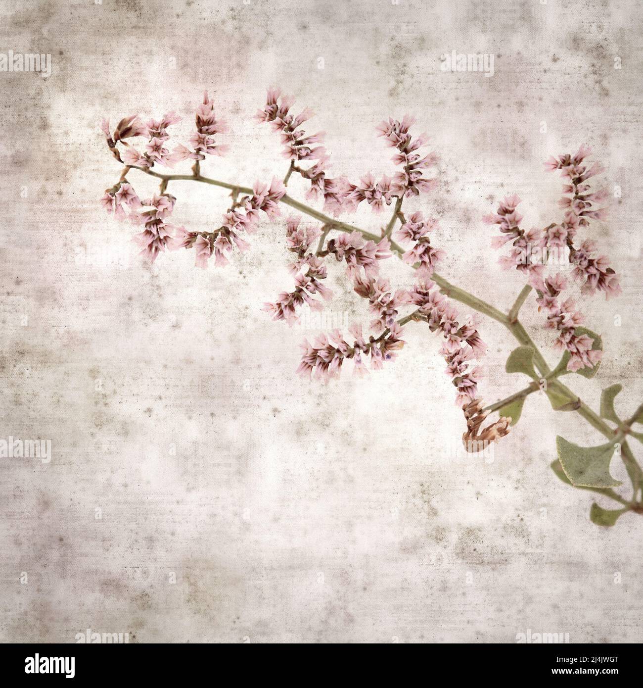 square stylish old textured paper background with pale pink flowers og Limonium pectinatum sea rosemary Stock Photo