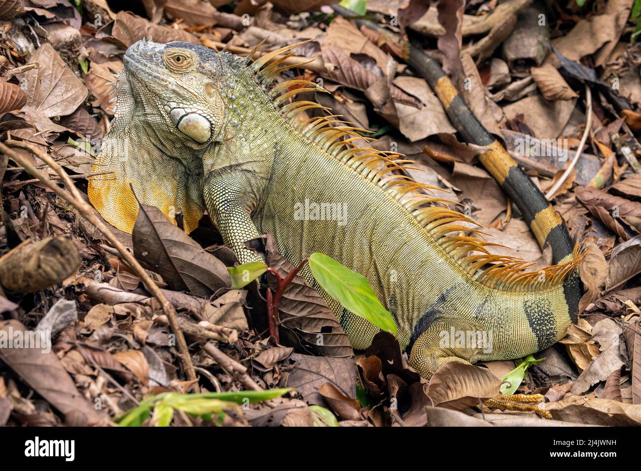 Big male Green Iguana (Iguana iguana) displaying spines and dewlap - La Laguna del Lagarto Eco-Lodge, Boca Tapada, Costa Rica Stock Photo