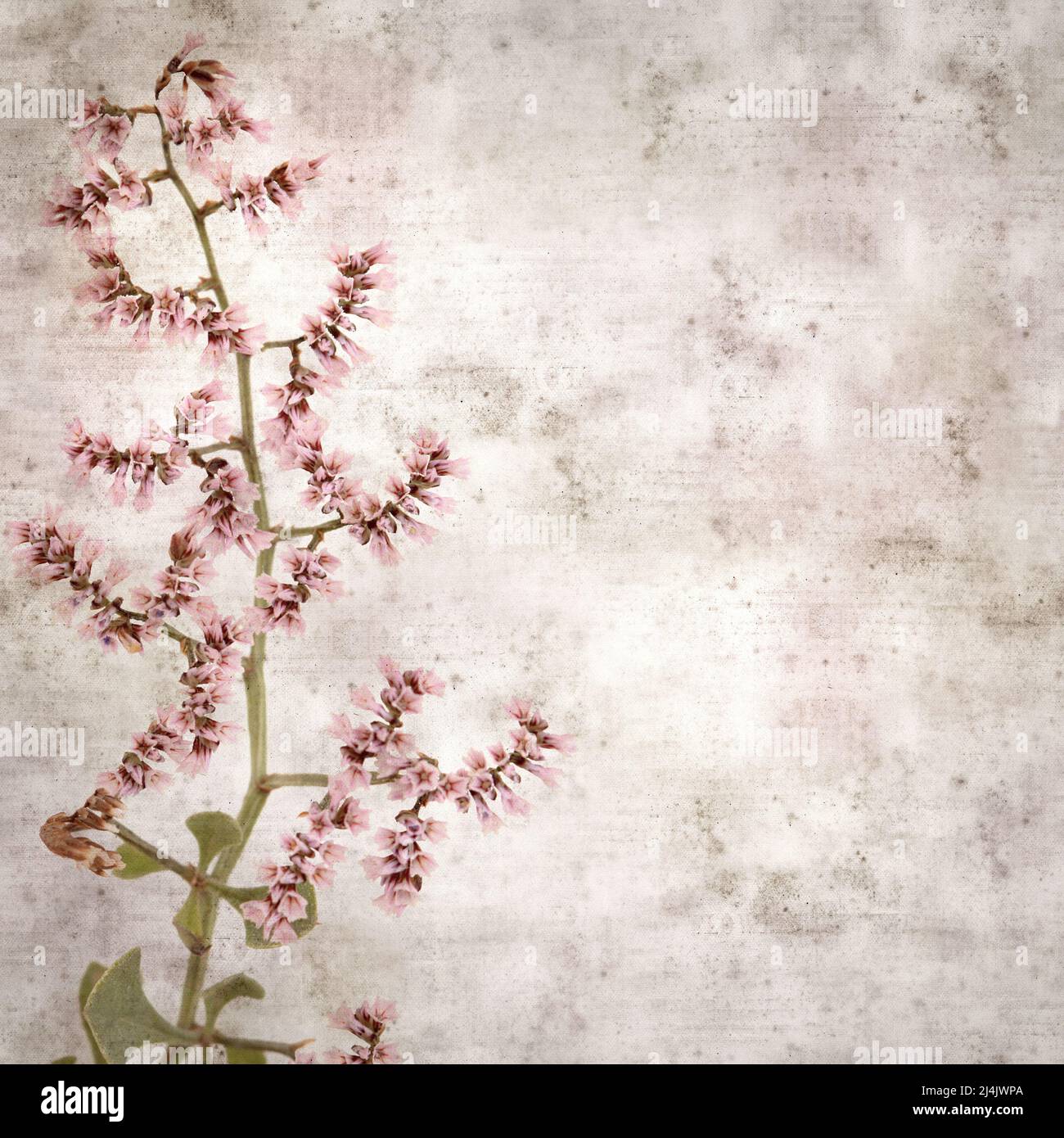 square stylish old textured paper background with pale pink flowers og Limonium pectinatum sea rosemary Stock Photo