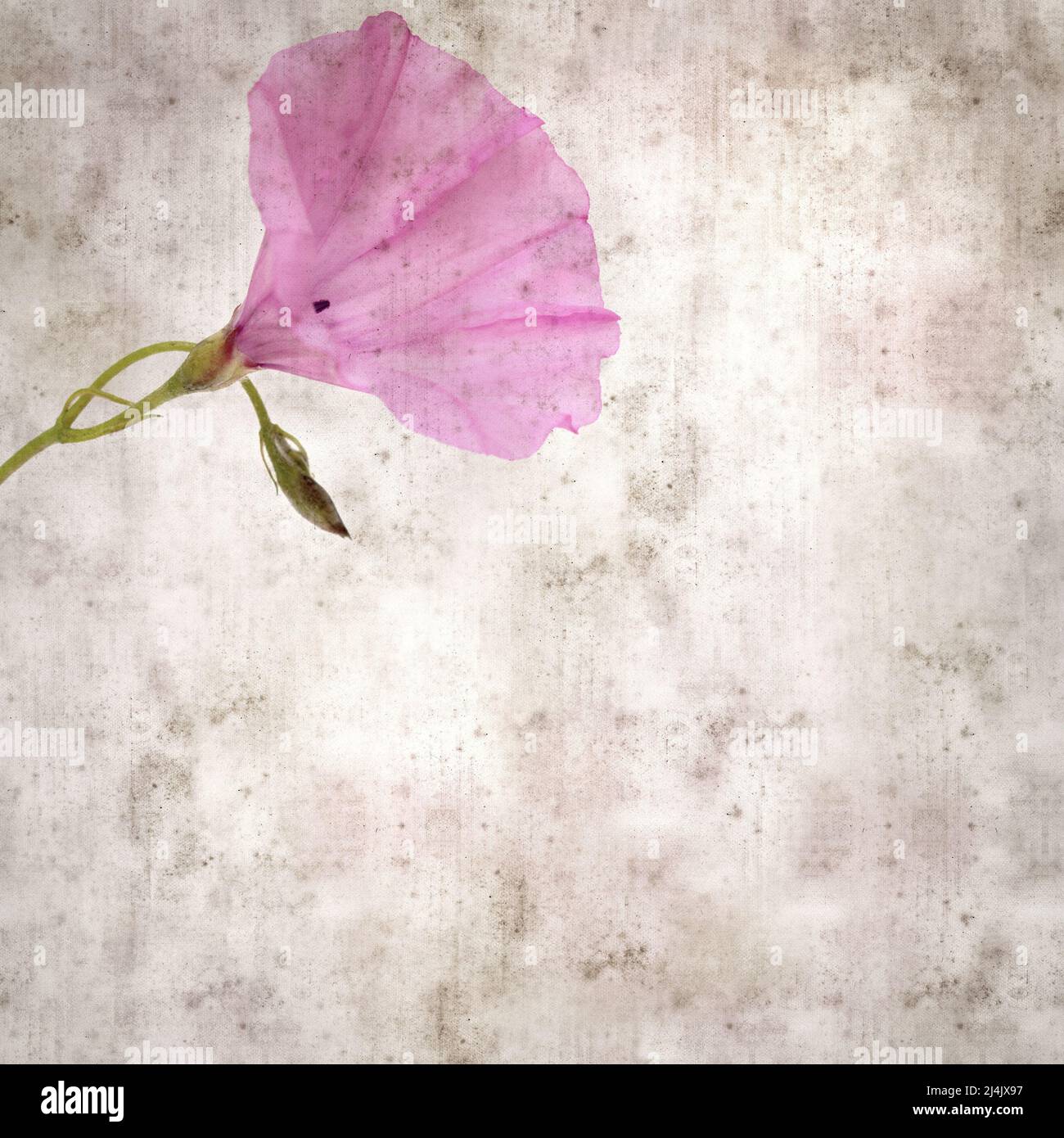 square stylish old textured paper background with pale pink flowers of Convolvulus althaeoides, mallow bindweed Stock Photo