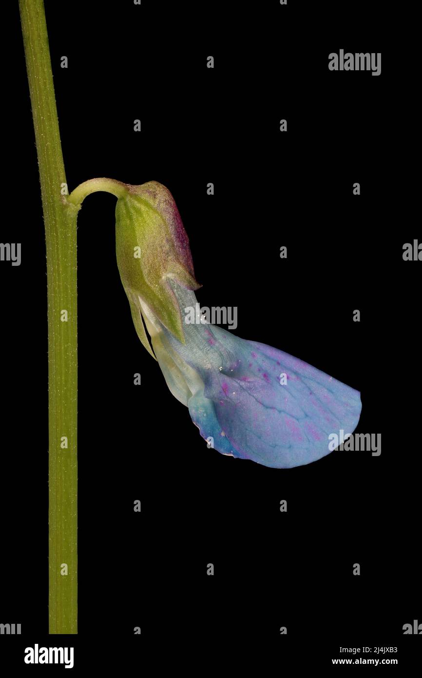 Spring Vetchling (Lathyrus vernus). Flower Bud Closeup Stock Photo