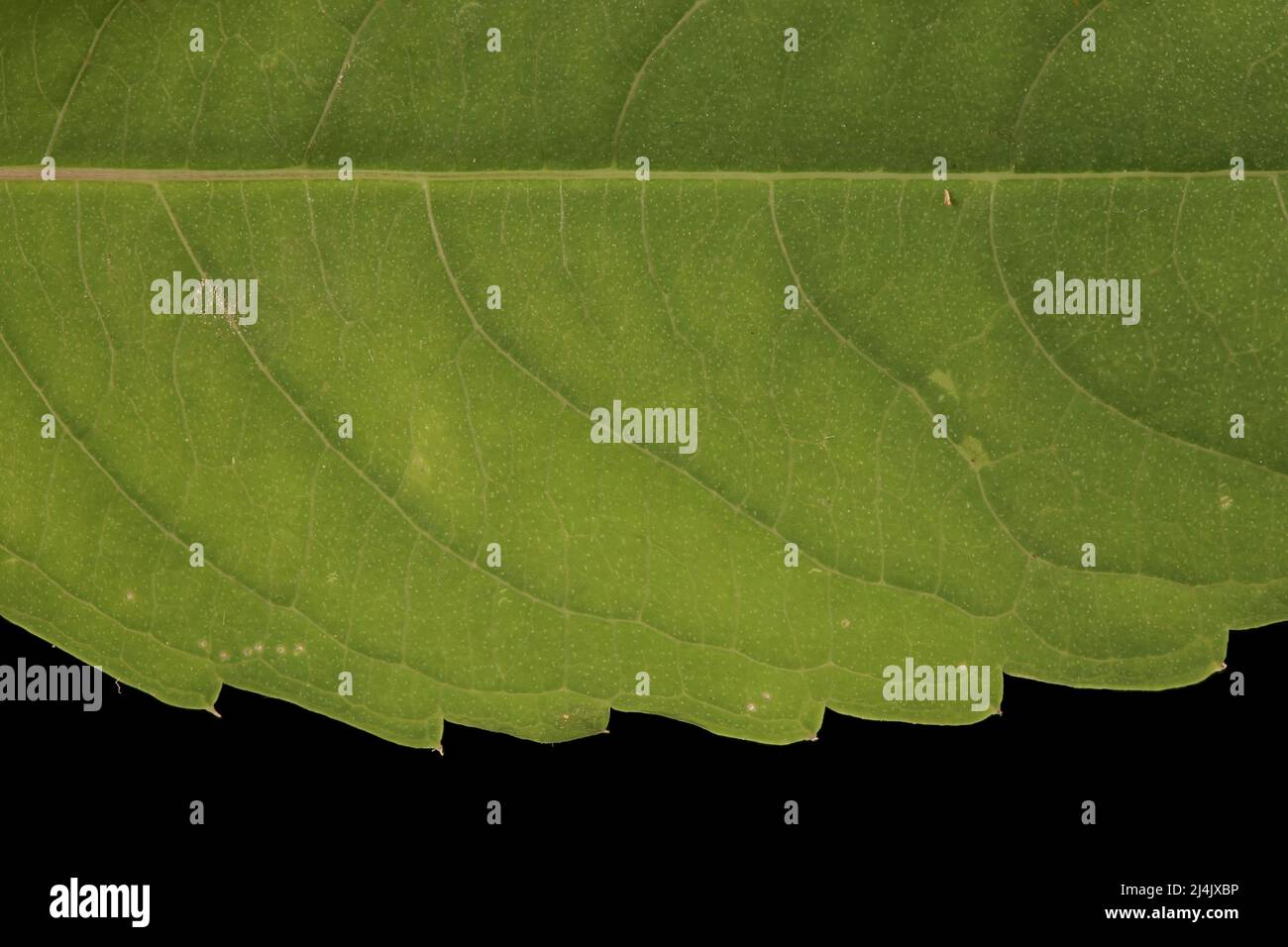 Touch-Me-Not Balsam (Impatiens noli-tangere). Leaf Detail Closeup Stock Photo