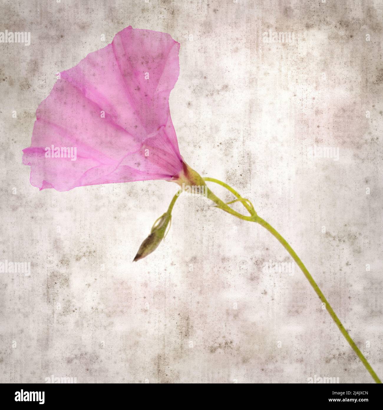 square stylish old textured paper background with pale pink flowers of Convolvulus althaeoides, mallow bindweed Stock Photo