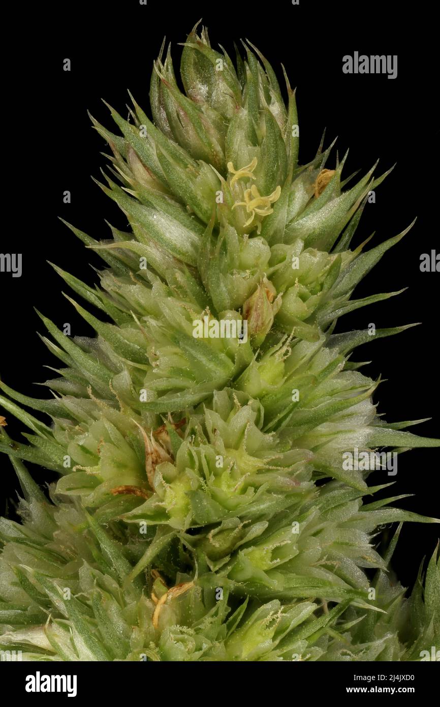 Common Amaranth (Amaranthus retroflexus). Inflorescence Top Closeup Stock Photo