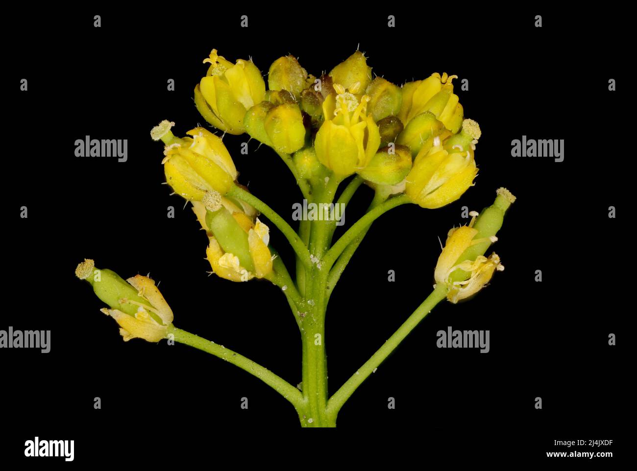 Marsh Yellow-Cress (Rorippa palustris). Inflorescence Detail Closeup Stock Photo